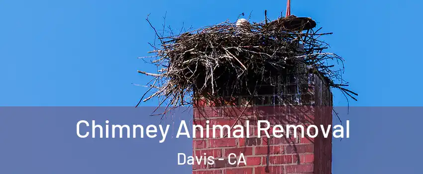 Chimney Animal Removal Davis - CA