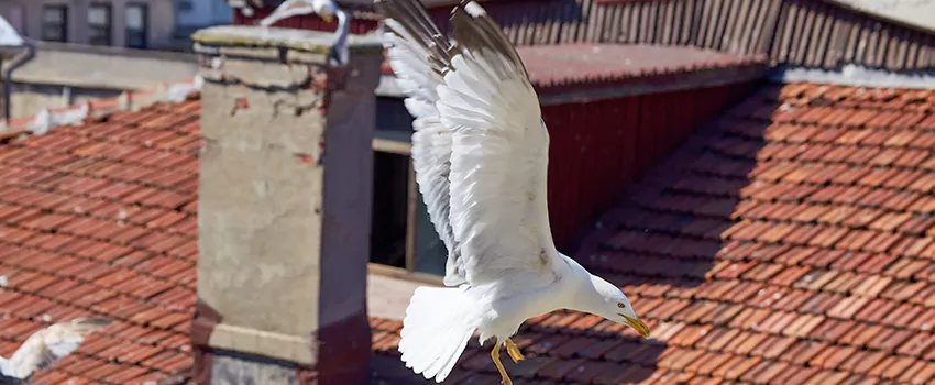 Residential Chimney Animal Removal Solution in Davis, CA